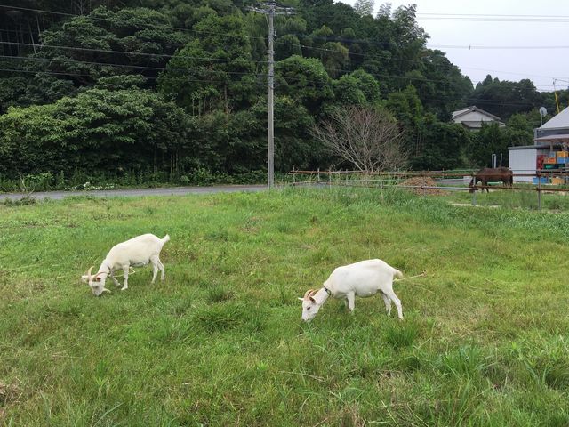 poporon̂܂ł P[LH[̓eʐ^2