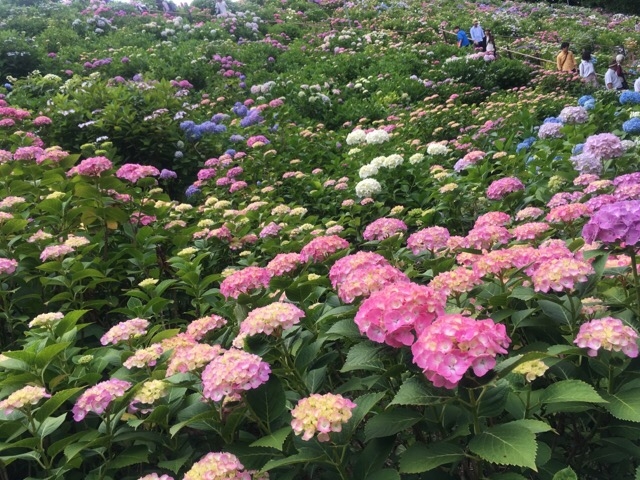 ف[񂳂̂[hiORXJCCj̓eʐ^1