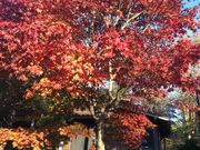 ف[񂳂̗{V̍gt̓eʐ^1