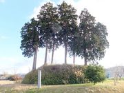 ���ڂ炳��̎������Õ��̓��e�ʐ^1