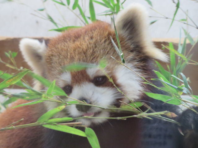 Pԉ炪B܂B
ꂵBԂɂ܂Bړ܂B_ʌǂR