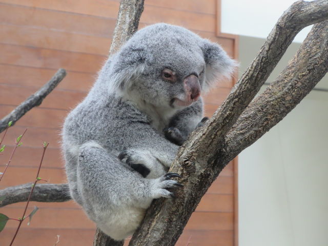 RA񖰂ł傤B
łˁB_ʌǂR