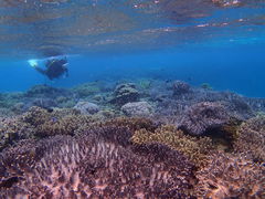 I؂̃V[}bNX_CrONuւ̓eʐ^1