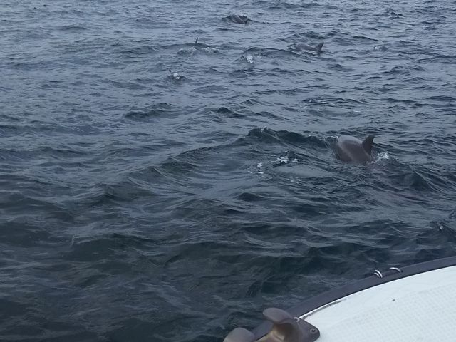 �����߂��Ō��邱�Ƃ��o���܂��B_�V���ό��C���J�E�H�b�`���O �h���t�B���N���[�Y