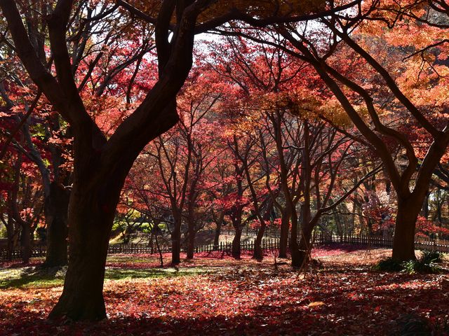 ���ꂢ�ȍg�t�����\���܂����B_�s���_��A������