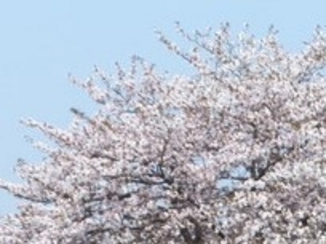 tXs[h̐̃IIUN̓eʐ^1