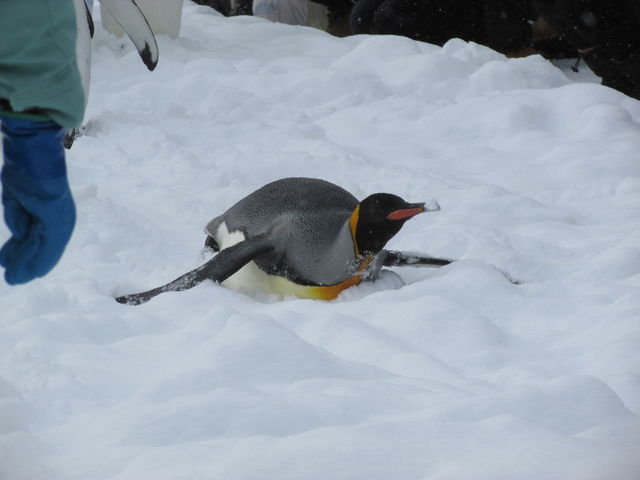 �擪�ɂ���y���M�����񂪌|�B�҂Ƃ������T�[�r�X���_�����ł�_���R������