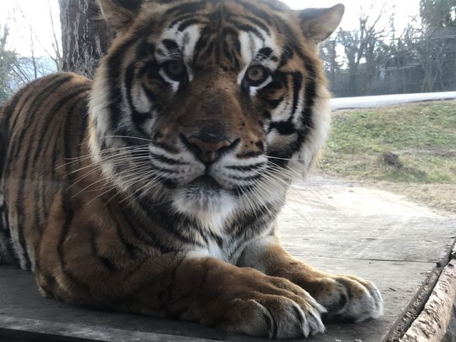 ����Ȃɋ߂��Ō��邱�Ƃ��ł��܂��B_�H�g�䎩�R���������T�t�@�������h