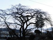 ڂ肳̉Ks̃V_UN̓eʐ^1