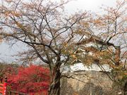 ڂ肳̍OO̍gtEe̓eʐ^10