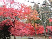 ڂ肳̍OO̍gtEe̓eʐ^8