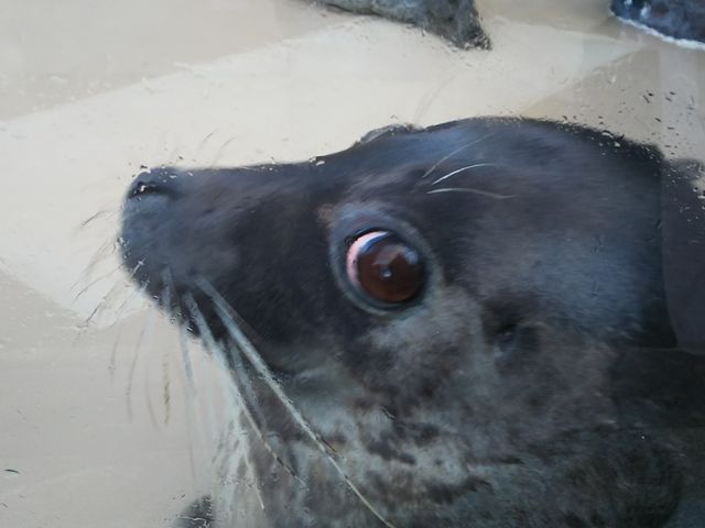 zɌ߂Ă܂_{فu݂₶}v