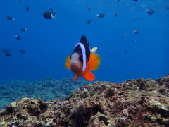 ꂢ₳̐̓A@Dive@ւ̓eʐ^1