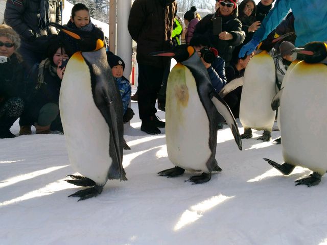 �y���M���̎U���^�C��_���R������