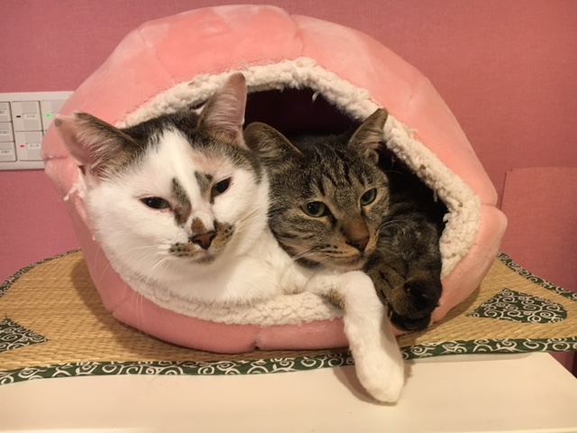 冷蔵庫の上に2匹の猫チャンが、仲良く猫袋に入っていました。_保護猫とカフェ　ニャンとぴあ
