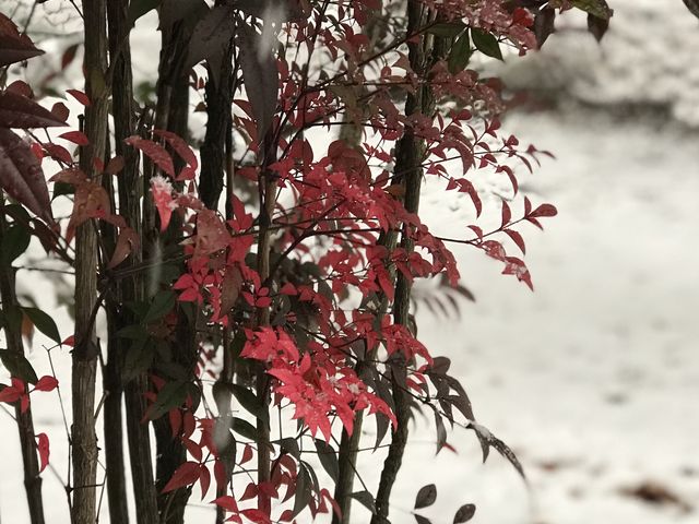 �y�Z�`��   ���㒃���z���ɂ͍g���t���c�����؂�������Ԃ��Ă��܂���_�Z�`���@���㒃��