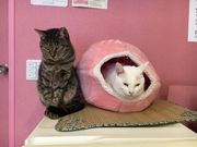 񂳂̕یLƃJtF@jƂ҂̓eʐ^2