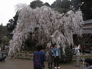 Ђ͂񂳂̑쎛̓eʐ^1