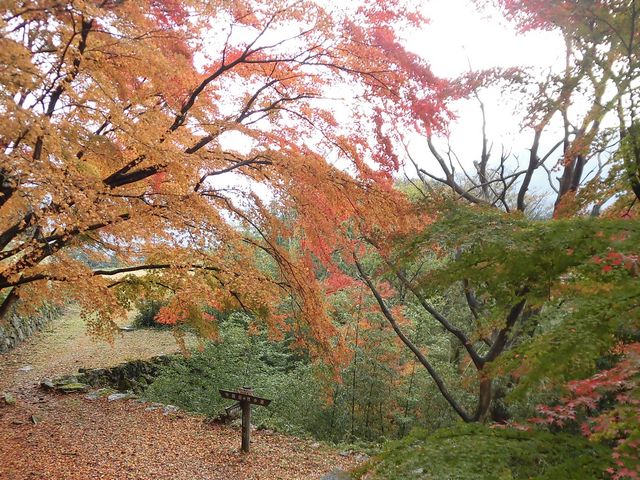 �ڂ肳��̒������R������R���f���R�[�X�̓��e�ʐ^3