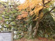 �ڂ肳��̒������R������R���f���R�[�X�̓��e�ʐ^1