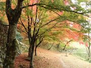 �ڂ肳��̒������R������R���f���R�[�X�̓��e�ʐ^2