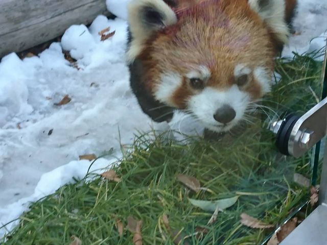 �ڂ̑O�Ƀ��b�T�[�p���_�����Ă��ꂽ���̎ʐ^_�É��s�����{��������