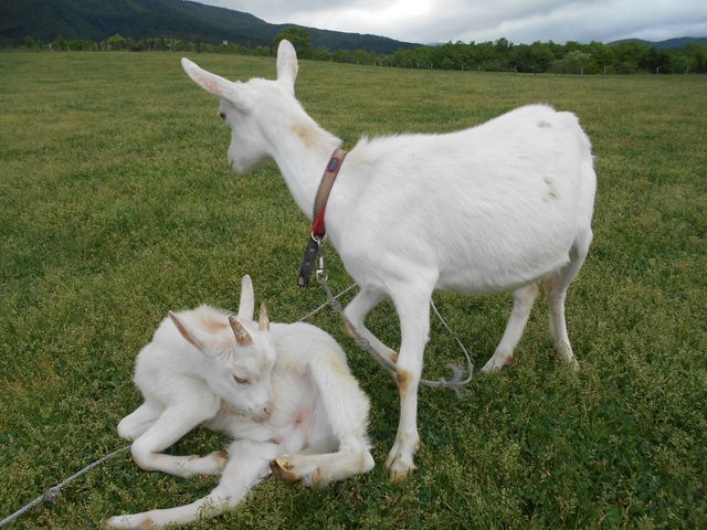 �����n�[�g�����h_�����n�[�g�����h