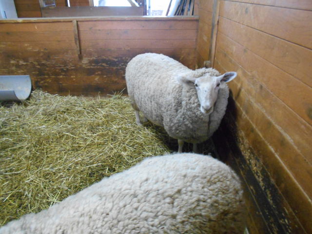 �����n�[�g�����h_�����n�[�g�����h