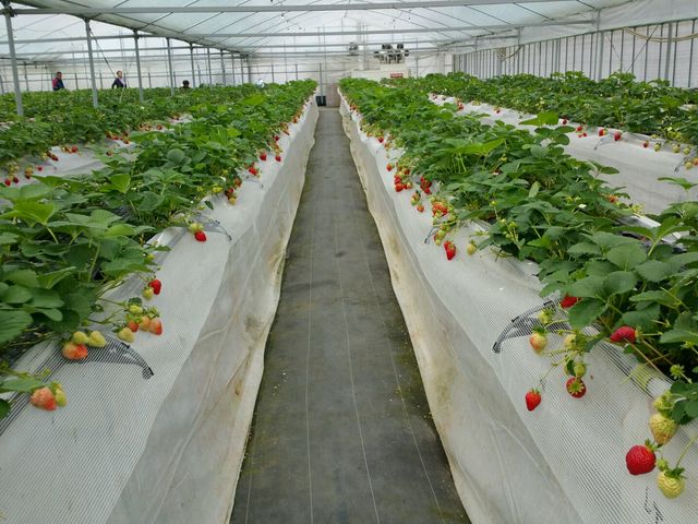 �L���đ嗱����R�����_���c�t�@�[���@�x���[��