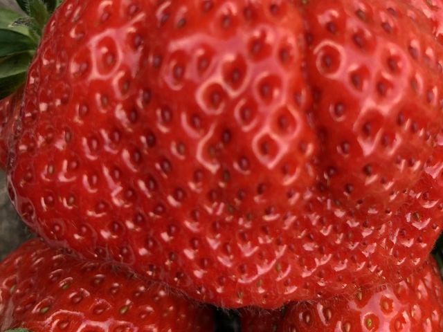 ���܂���_���c�t�@�[���@�x���[��