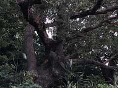 Ђ͂񂳂̎񗢋钬̑AJMւ̓eʐ^1