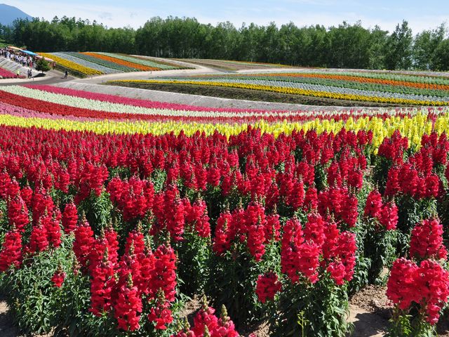 �k�C���̗Y�傳��������I_�l�G�ʂ̋u