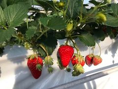 mamaqB̃Xgx[tB[hւ̓eʐ^1