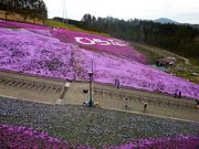 񂳂̃WsAhЂ炽V̓eʐ^1