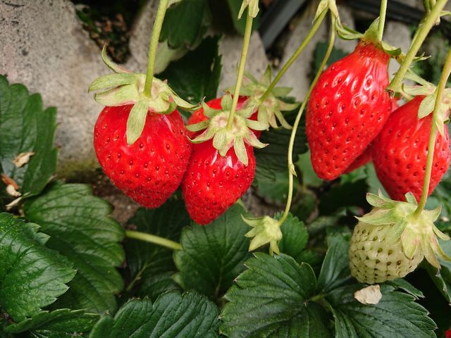 ͏łA̔{炢̃C`SI_񂺂