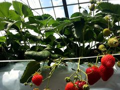 }[~[̂h񉀂ւ̓eʐ^1