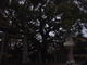 花ちゃんさんの北野天満宮の大樟の投稿写真1
