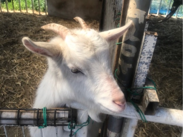 lꂵMĉał܂_ނ̂ӂ[