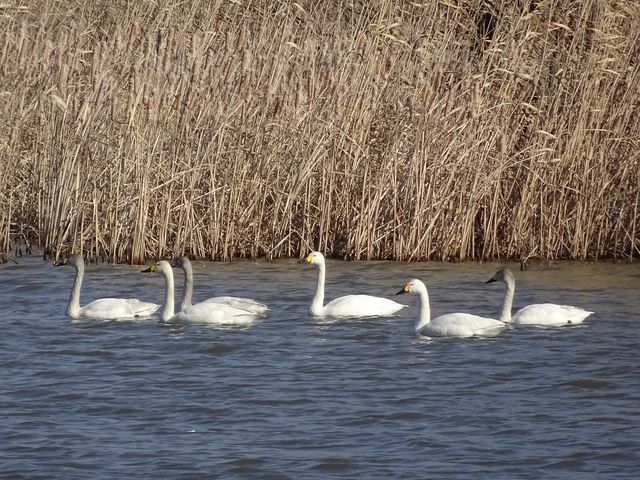 RnN`EEEۂ̗c_΃rIg[v