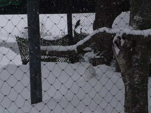 �����`���t�N���E�͂ǂ��ɋ��܂����ˁH�H����܂����H_���R������