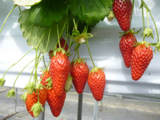 �H�ׂ���̂���������������_���������@����ׂ�