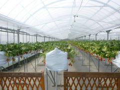 悿񂳂̂@ׂւ̓eʐ^1