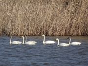 񂸂̑΃rIg[v̓eʐ^1