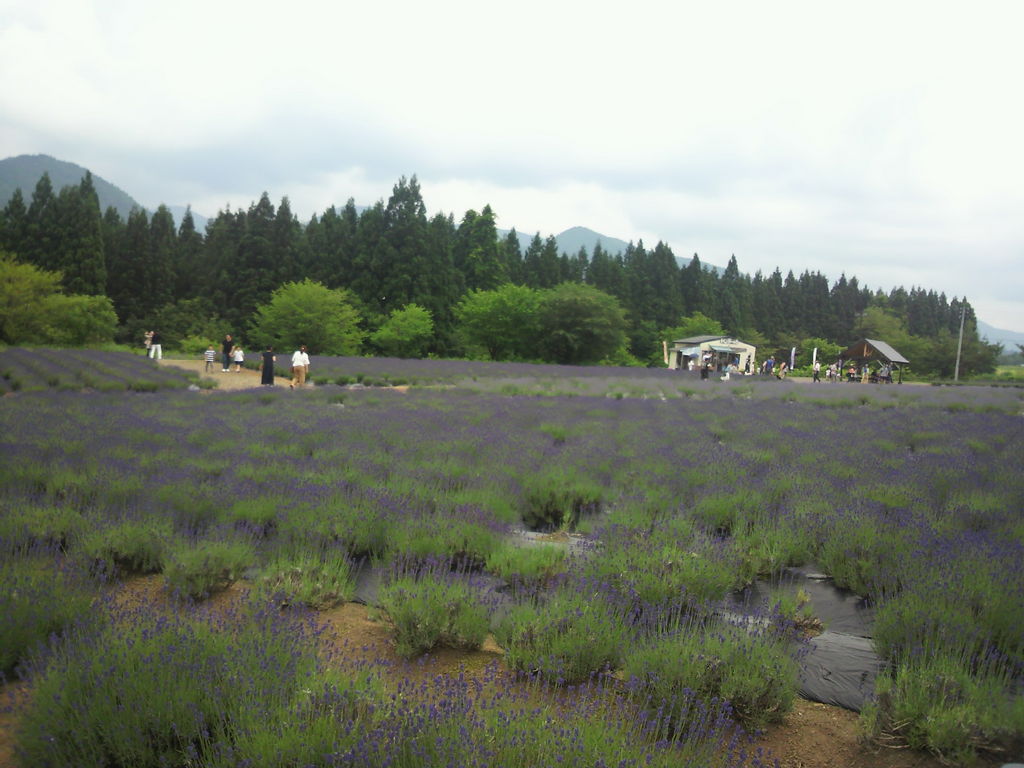全国 初夏の絶景 ラベンダー畑 30選 色鮮やかで美しい紫色の絨毯を見に行こう じゃらんニュース
