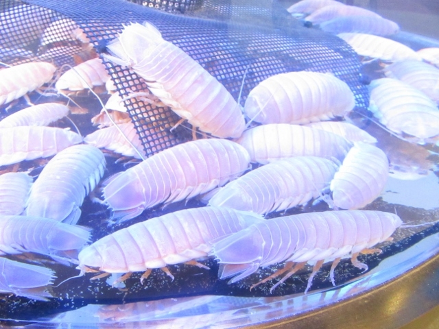 �܁`�ځ`����̐[�w���~���[�W�A���̓��e�ʐ^1