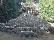 �T�r�L����̔����p���Ղ̓��e�ʐ^2