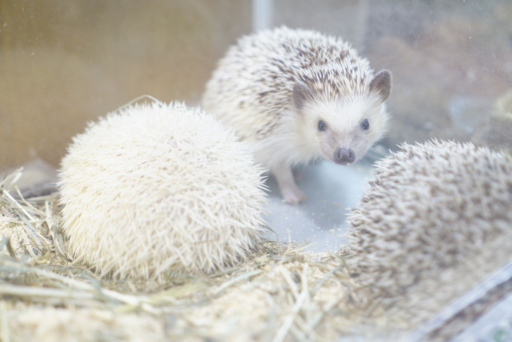めっちゃさわれる動物園