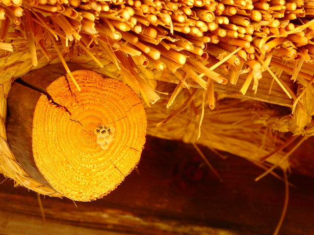 ��������_�唒�쉷��@����݂��̓�