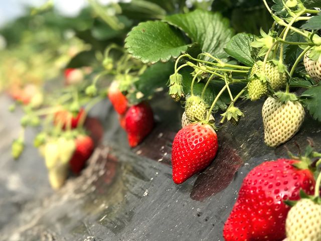 �Â��Ĕ��������A������(*�L�ށM*)_���c�_��