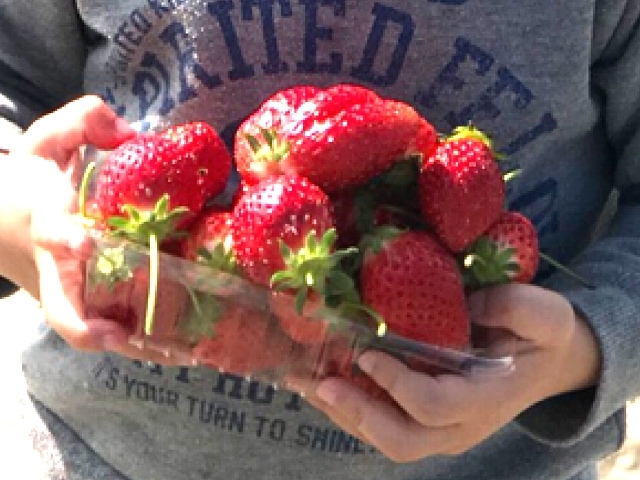 ���y�Y��1�p�b�N�A���������߂Ď����A��܂��B_���c�_��